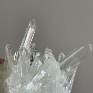 コロンビア産レムリアン クラスター